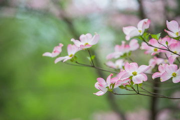 Obraz premium Pink Dogwoods in Bloom with green foliage
