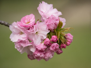 美しい八重の桜