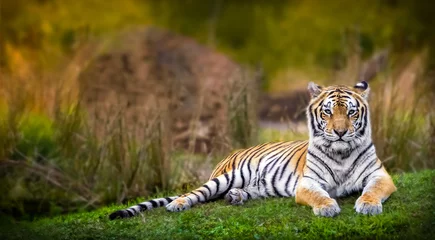 Fotobehang Bengal tiger © jdross75