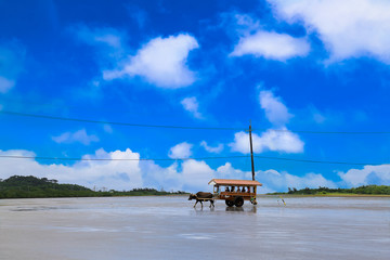 Fototapeta premium Okinawa Buffalo Car