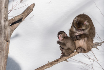 macaques japonais sur une branche dénudée, en hiver, une femelle et son petit