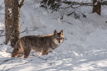 coyote dans la neige dans une forêt