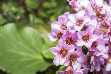 満開のヒマラヤユキノシタの花