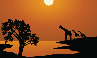 Giraffe family silhouettes in Africa