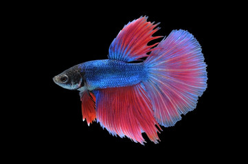 Betta fish (half moon) or Siamese fighting fish on black background