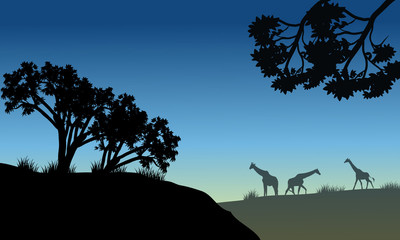 Silhouette of tree and giraffe