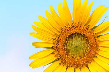 Sun flower with copy space for your background.