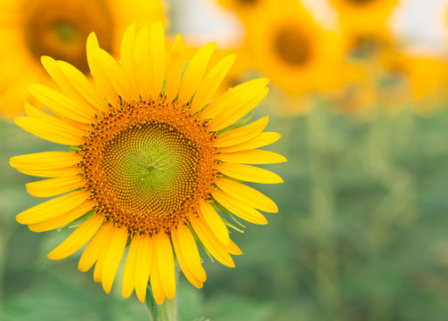 Sun flower with copy space for your background.