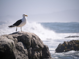 Seagull in front of the waves of Pacific ocean, Matanzas, Chile.