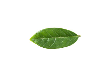 Green leaf isolated on white background with clipping path
