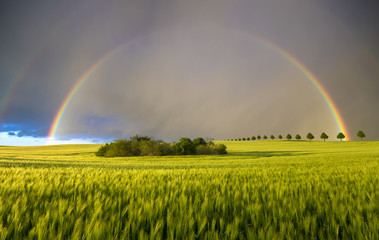 Spring colorful rainbow over the field after passing rainstorm
