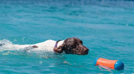 German shorthaired pointer swims with a toy in a pool in summer. © SailingAway