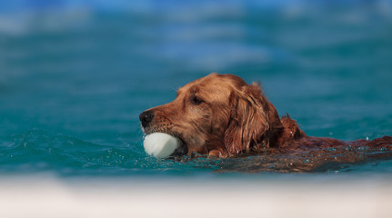 Golden retriever swims with a toy in a pool in summer. © SailingAway