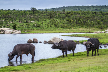 Obraz na płótnie Canvas African buffalo in Kruger National park, South Africa