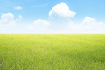 Obraz na płótnie Canvas Nature landscape with rice field and cloudy sky background