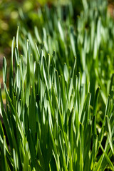 green grass on a background of field