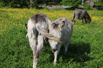Obraz na płótnie Canvas donkey family in Italy