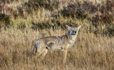 Naklejka na ściany i meble Coyote Smells something on the Wind in Yellowstone National Park