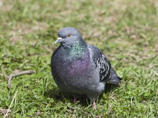 Closeup portrait of Rock Dove, Columba livia, in the grass, selective focus, shallow DOF