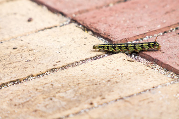 Caterpillar inching across the sidewalk.
