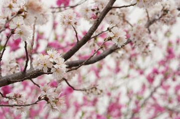 Fototapeta na wymiar 支那実桜と花桃の花