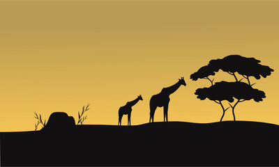Fototapeta na wymiar Silhouette of giraffe and tree