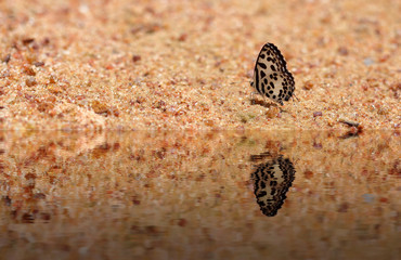 Common Pierrot (Castalius rosimon) butterfly with water reflecti