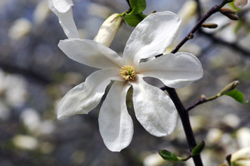 White magnolia flower against the sky close-up