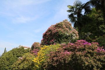 spring with many azaleas