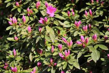 Buds and flower of azaleas, Italy