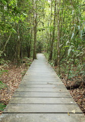 wooden boardwalk in forest