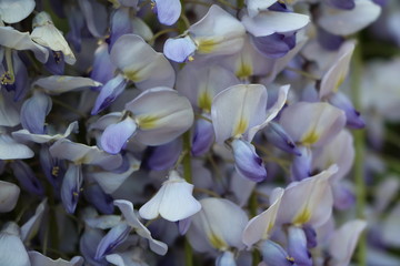 Close up of wisteria frutescens