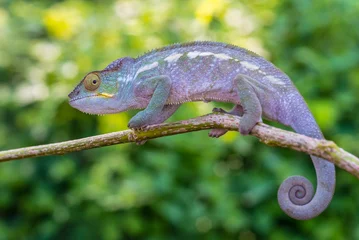 Photo sur Plexiglas Caméléon Chameleon on a branch