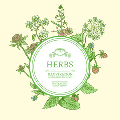 Flowers and herbs hand drawn vintage