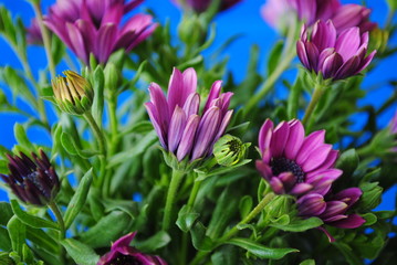 Margariten-Blumengr&uuml;&szlig;e