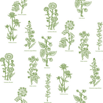 Medical herbs seamless pattern