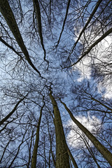 Unbelaubte Bäume aus liegender Position in den Himmel fotografiert