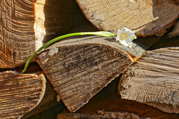 Stengel eines Märzenbechers liegend auf einem Holzstapel