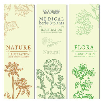 Flowers and herb template banner hand drawn vintage