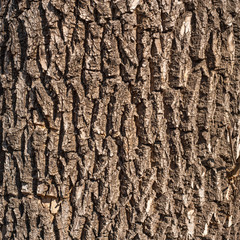 Tree bark