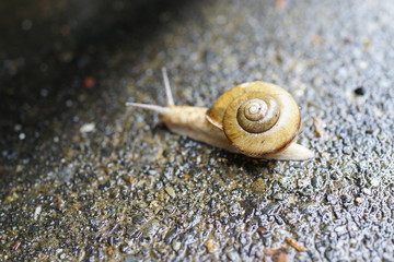 カタツムリ　雨　雨季