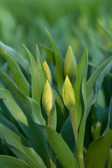 Green tulip buds in the garden. Spring flowering tulips. Selective focus.