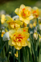 Double flowering daffodils in the home garden. Yellow, orange filled daffodils. Selective focus. 
