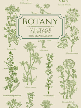 Botany book cover template vintage hand drawn