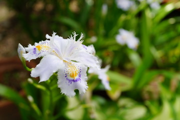 Fototapete bei efototapeten.de bestellen   