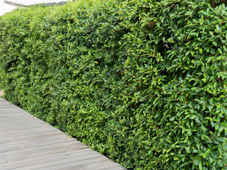 wooden walkway and  plant background