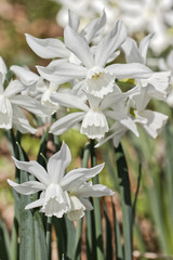 Weiße Narzissen (Osterglocken) im Frühling