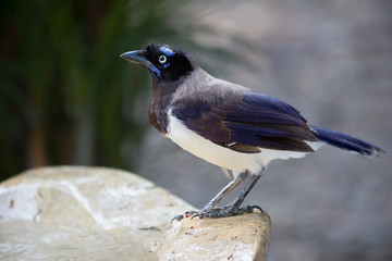 Птицы Колумбии