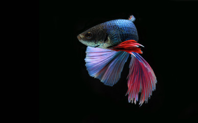 Fototapeta premium Betta fish (half moon) or Siamese fighting fish on black background