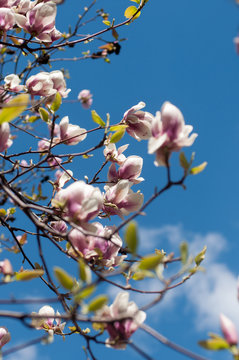 Branches of blooming magnolia over blue sky